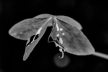 on a leaf