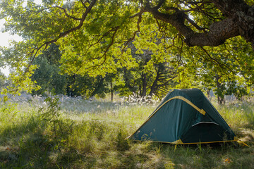 a tourist tent stands under a huge oak tree with the sunbeams shining through the leaves . travel wild in nature