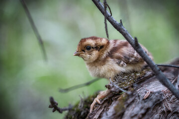 Bobwhite Quail chick (Colinus Virginianus). - obrazy, fototapety, plakaty