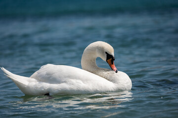 Fototapeta premium Swans in Hyde park lake.