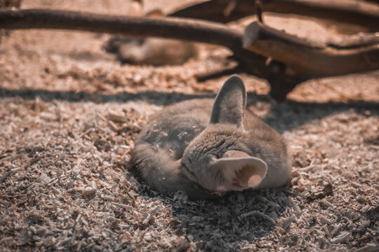  fennec fox sleeping at the zoo . close up