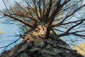 Nadir shot of a leafless trunk in autumn (Tarragona, Spain)