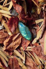 Labradorite gem on leafs background
