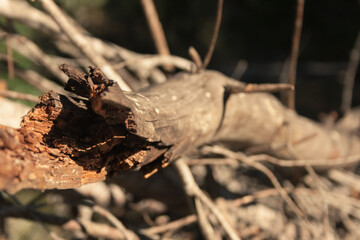 close-up of a fallen log