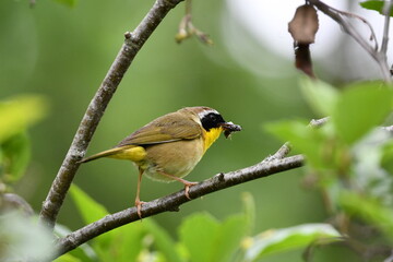 Male Common Yellow Throat warbler sits perched on a branch with a beak full of bugs
