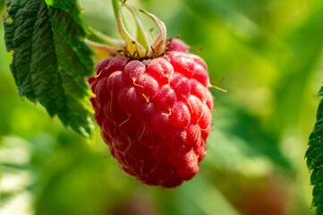 Red juicy berry raspberry close-up. Macro photography