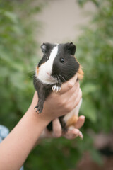 guinea pig in the hands