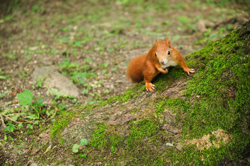 Squirrel in the park