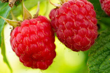 Red juicy berry raspberry close-up. Macro photography