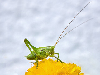Der Grashüpfer sitzt stolz auf der gelben Blume