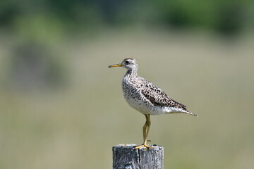 Upland Sandpiper sits perched on a fence post in an agricultural field