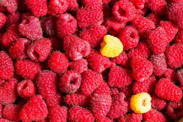 Background of ripe red and white raspberries.
