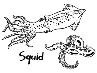 Live squid with tentacles with suckers. The sea monster. Hand drawn isolated illustration with the inscription on a white background