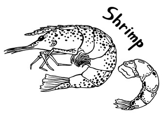 Live shrimp in the scales and its cooked boiled tail with meat. Hand drawn isolated illustration with the inscription on a white background