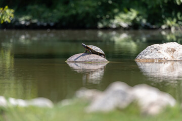 aquatic turtle on a rock in the water