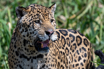 close up of a jaguar in the wild, Pantanal, Brazil