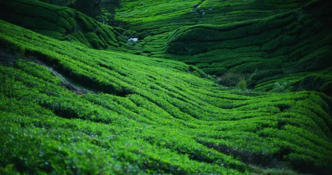 Tea Plantation With Morning Light In The Cameron Highlands, Malaysia