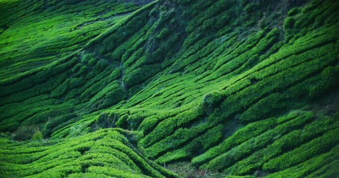 Tea Plantation With Morning Light In The Cameron Highlands, Malaysia