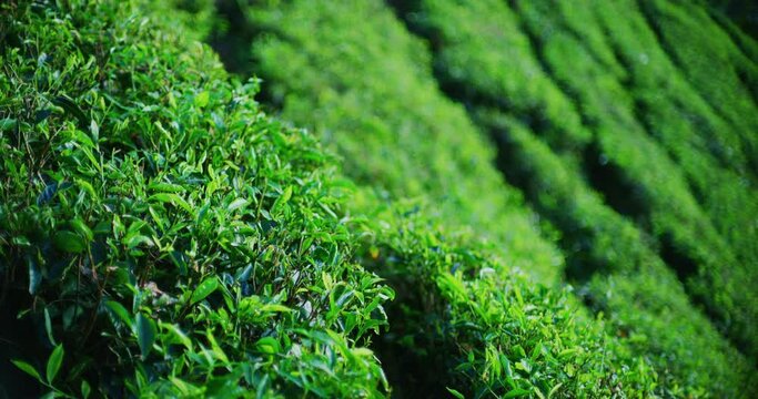 Tea Plantation With Morning Light In The Cameron Highlands, Malaysia