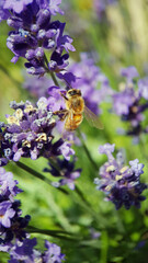 bee fly macro lavender yellow purple