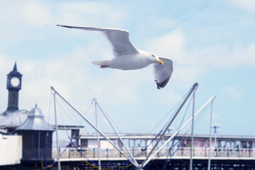 Fototapeta na wymiar A seagull glides on the thermals on a sunny summers day under a blue sky with broken white clouds. You can see Brighton Pier in the background