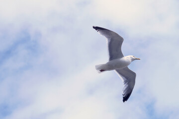 A seagull glides on the thermals on a sunny summers day under a blue sky with broken white clouds