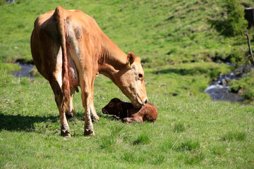 Naklejka na ściany i meble Geburt eines Kuhkalbes auf der Weide. Thueringen, Deutschland, Europa -- Birth of a cow calf in the pasture. Thuringia, Germany, Europe 