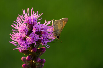 a yellow butterfly on a purple prairie flower