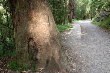 path in the forest