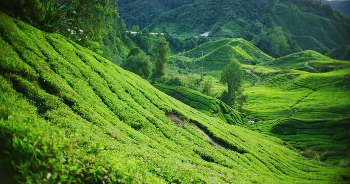 Tea Plantation With Morning Light In The Cameron Highlands, Malaysia