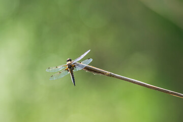 Libelle