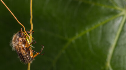 Junikäfer klammert am Halm