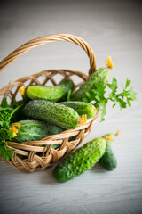 organic cucumbers with herbs on a wooden table
