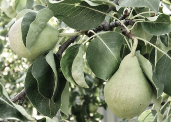 Photo close up on yellow Asian pear on the tree