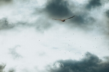 sea bird flying in the sky
