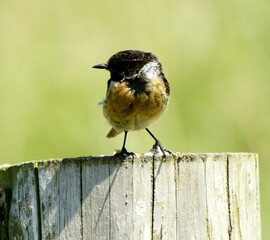 bird on a fence