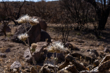 Thistle close-up with burnt landscape