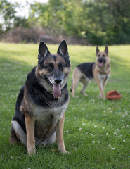 pair of German Shepherd dogs