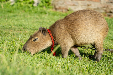 A domesticate capybara eating grass in a argentinian farm. Isolated capybara 