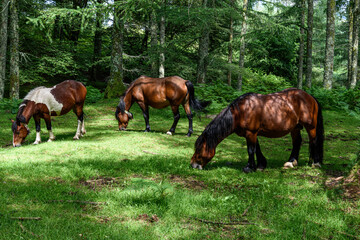 three horses in profile head to the left of the photo grazing at the same time the grass that grows under the trees of the forest. three horses, two brown ocusro with black manes and another brown wit