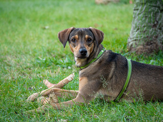 Happy Mongrel Brown Dog Playing with A Wooden Stick in the Green Grass of the Park