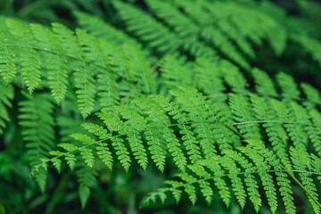 Fougères gros plan