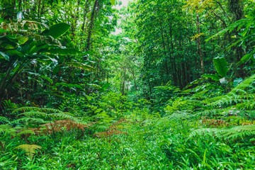 Forêt de grands arbres et fougères