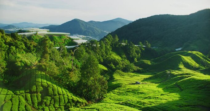 Tea Plantation With Morning Light In The Cameron Highlands, Malaysia