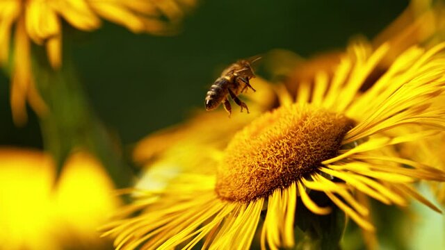 Flying bee gathering pollen from yellow blossom. Filmed on high speed cinema camera, 1000fps.