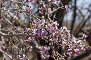 Purple Ironwood flowers