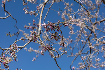 Digger Bee in Flowering Ironwood Tree