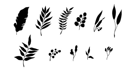 Leaves of tropical plants. Black silhouette. Vector illustration.