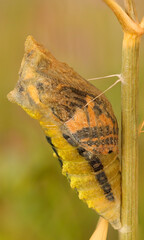 Machaon metamorphosis
