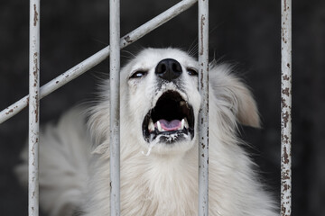 A fluffy white stray dog barks through the bars while sitting in a cage in a dog shelter or animal...